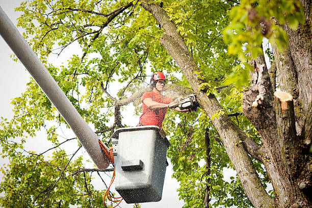 Best Storm Damage Tree Cleanup  in , NH